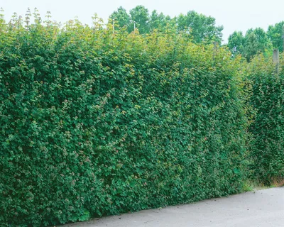 Produktbild von Acer campestre, Feldahorn, 100–125 cm, robust und pflegeleicht