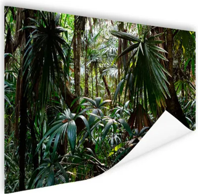 Produktbild von MuchoWow® Poster Pflanzen im Regenwald 120x80 cm - Bilder