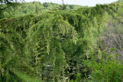 Produktbild von Cedrus libani, Libanon-Zeder, 60–80 cm