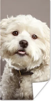 Produktbild von MuchoWow® Poster Malteser Hund Porträt 60x120 cm - Wandschmuck