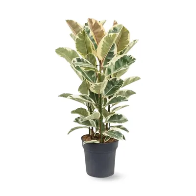 Image de Ficus Elastica - Tineke - ↕ 70-80 cm - ⌀ 24 cm - plante d'intérieur