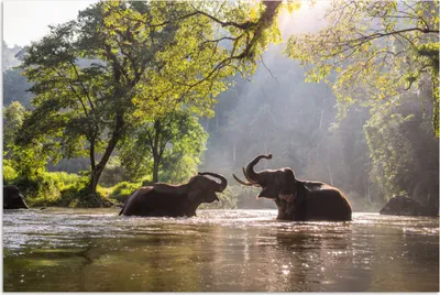 Produktbild von MuchoWow® Poster Elefant - Wasser - Tiere - Bäume - Sonne 60x40 cm - Schlafzimmerdekoration