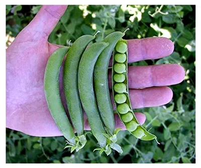 Produktbild von Erbsensamen Oskar Markerbse Portion