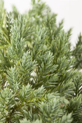 Produktbild von Juniperus squamata 'Blue Star', Kriechwacholder, blau, 60 cm