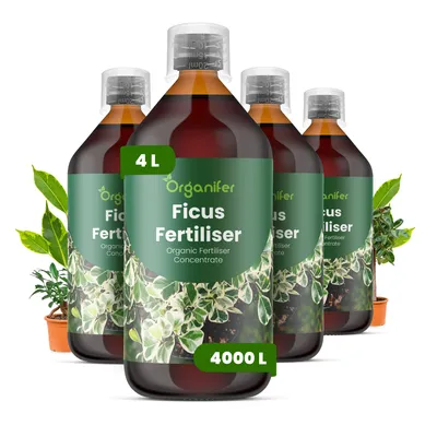 Obrázok produktu pre Ficus – Tekuté hnojivo 4x1 L – 2-1-8 NPK – Pre izbové rastliny – Pre zdravé listy a silný rast – Podporuje korene a vitalitu – Organický produkt