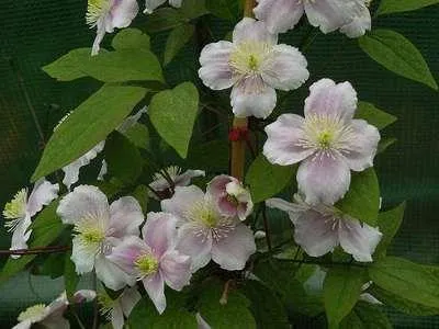 Immagine prodotto di Clematis mont. rubens' - Vite alpina rossa 50-60 cm | vaso