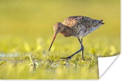 Produktbild von MuchoWow® Poster Vögel - Gras - Landschaft - Uferschnepfe 180x120 cm - Fotoplakat