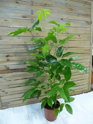 Produktbild von [Palmenlager] XL Schefflera actinophylla Amate - 150 cm - 2er Tuff - Strahlenaralie / Zimmerpflanze