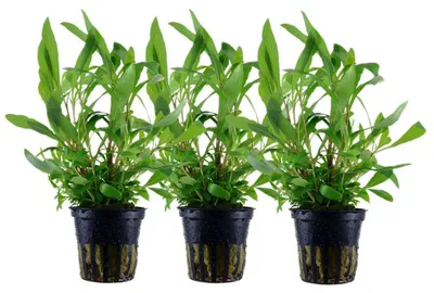 Produktbild von Aquarium Pflanze 3 Stück Hygrophila Siamensis 53B Wasserpflanze AquaOne 353B Set