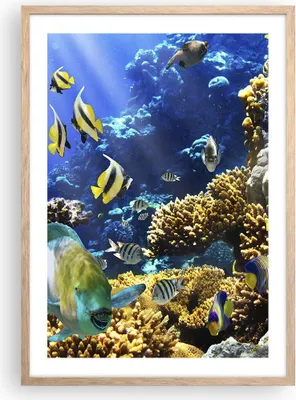Produktbild von Gerahmtes Poster - Rahmen in heller Eiche - Korallenriff Ozean Krabbe Fisch - 50x70 cm - Wand Bild - Wanddeko - Wandbilder - Wandposter - Bilderrahmen - Bilder - Kunstdruck - P2NPA50x70-2662