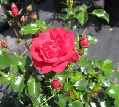 Produktbild von Hochstammrose Gärtnerfreude ® - himbeerrot - Kordes Rosen - 90cm Stamm + Krone