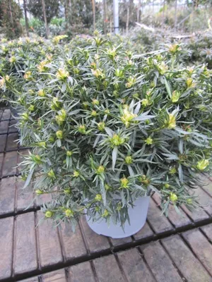 Produktbild von Japanische Azalee StarStyle ® pink - Rhododendron obtusum ® pink - immergrün 30-40