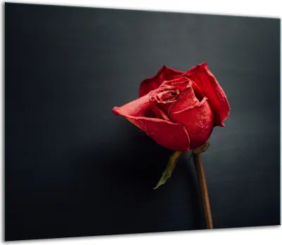Produktbild von Herdabdeckplatten Glaskeramikkochfeld-Abdeckung Spritzschutz Glas 60x52cm Rose Blume