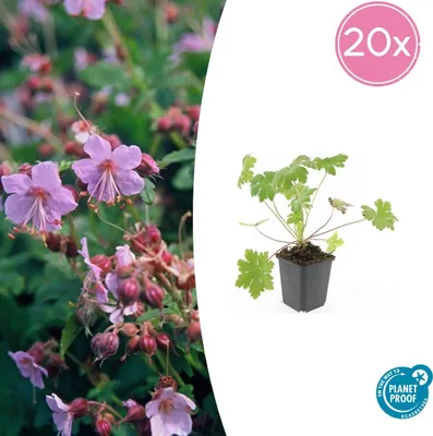 Imagen del producto de Cubresuelos - Geranio del Cáucaso - Geranium macrorrhizum 'Ingwersen's Variety' - Maceta de 9 cm - Juego de 24 plantas