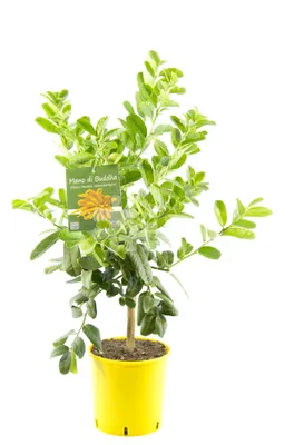 Produktbild von Buddhas Hand Pflanze 70-100 cm – Citrus Medica Sarcodactylis, Zitronenbaum, exotische Zimmerpflanze für Dekoration & Aromatherapie