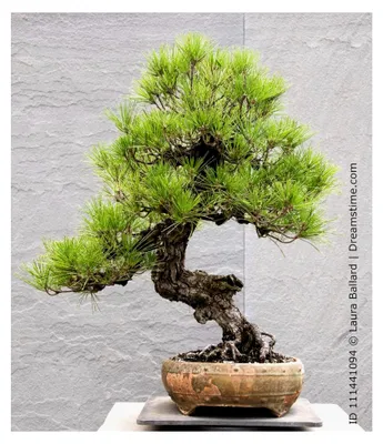 Produktbild von Anzuchtset für Japanische Bonsai (Schwarzkiefer Pinus thunbergii)