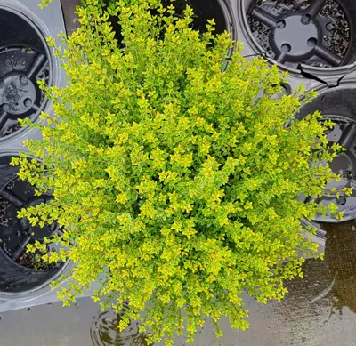 Image de Lonicera nitida 'Panmin' / Chèvrefeuille boule à feuilles de Buis
