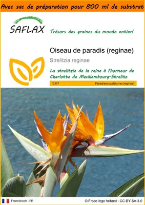 Image de SAFLAX Garden in the bag - Oiseau de paradis (reginae) - 5 graines - Strelitzia