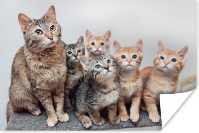 Produktbild von MuchoWow® Poster Katze - Kätzchen - Fell 180x120 cm - Fotoplakat