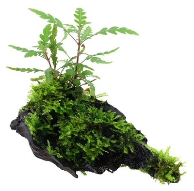 Produktbild von Aquarium Pflanze Hygrophila pinnatifida und Moos auf Wurzel Tropica Nr.051A YWS