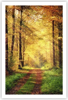 Produktbild von Poster - Poster ohne Rahmen - Wald Baum Natur - 61x91,5 cm - Wand Bild - Wanddeko - Wandbilder - Kunstposter - Wandposter - Bilder - Kunstdruck - Wanddekoration - Wandbild - P2XPA61x91-3718
