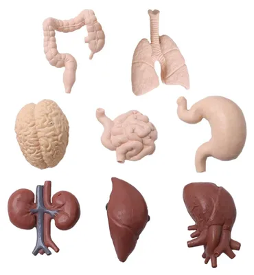 8 menschliche Organmodelle – Gehirn, Herz & mehr – Lehrmittel