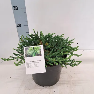 Zdjęcie produktu dla Juniperus comm. 'Hibernica Prostrata' – jałowiec kolumnowy płożący | 25–30 cm w doniczce