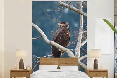 Produktbild von MuchoWow® Fototapete für Wohnzimmer oder Schlafzimmer Wandtapete Vinyl Motivtapete Vogel - Zweig - Raubvogel - 195x300 cm - Das Hintergrundbild