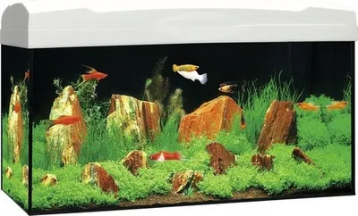 Produktbild von Aquarium Marina Complete 54 inkl. LED-Beleuchtung 10 W, Filter, Heizer, weiß