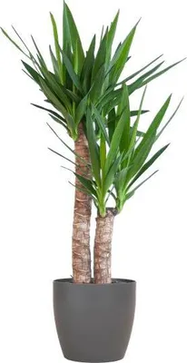 Obrázek produktu pro Yucca Elephantipes – obří palma – pokojová rostlina – výška cca 90 cm – Ø 21 cm – v květináči Viber Black – snadná údržba a udržitelnost
