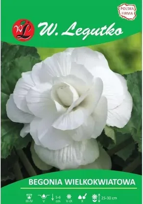 Obrázok produktu pre Begónia veľkokvetá, biela, hľuza 5–6 cm, W. Legutko