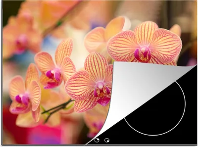 Produktbild von KitchenYeah© Herdabdeckplatte Pflanze - Orchidee - Blumen - Rosa - Flora , 77x59cm, Küche Deko, Glaskeramikkochfeld Herdabdeckung, Abdeckplatte fùr Kochfeld