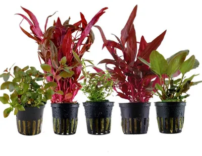Produktbild von Pflanzen Set mit 5 schönen roten Topf Aquarium Wasserpflanzen AquaOne Nr.103