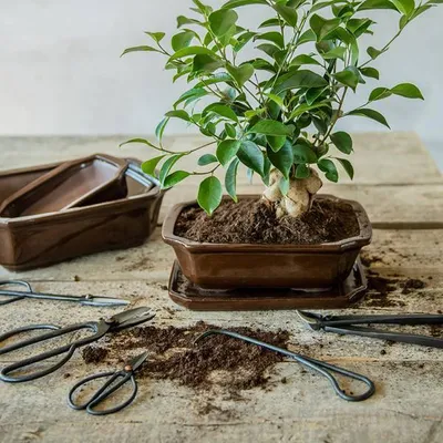Zdjęcie produktu dla Haczyk do korzeni bonsai - 20,5cm - profesjonalne narzedzie do bonsai do