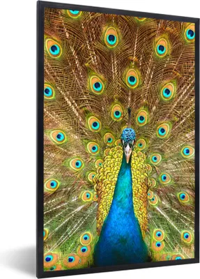 Produktbild von MuchoWow® Gerahmtes Poster Pfau - Vogel - Blau 60x90 cm - Poster mit Schwarzem Bilderrahmen Wandposter Rahmen Foto Bilder - Kunst