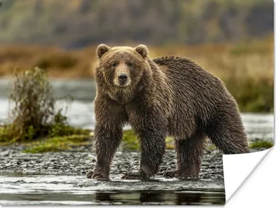 Produktbild von MuchoWow® Poster Bär - Wasser - Herbst 120x90 cm - Wandbild