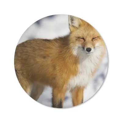 Produktbild von MuchoWow® Mauspad Mousepad Fuchs - Schnee - Rot 30x30 cm - Mousepads - Maus Mat - Pad - Mausunterlage - Tischunterlage - Schreibtischmatten
