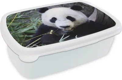 Produktbild von KitchenYeah® Lunchbox Brotzeit Brotdose 17x11 cm Panda - Tier - Blätter Kinder Brotzeitdose - Lunch Box - Kinder - Sandwich-Box - Schulbox - Lunch Boxen