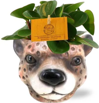 Image de Peperomia Obtipan (peperomia naine) – plante d'intérieur, Ø 11 cm, hauteur 15 cm, en pot en céramique