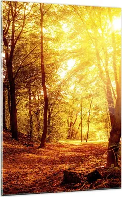 Produktbild von Bilder auf glas - Einteilig - Wald Baum Natur - 70x100cm - Glasbilder - Wandbilder - Bilder - zum Aufhängen bereit - Wanddekoration aus Glas - Glas Bilder - Wandbild auf Glas - GPA70x100-3722