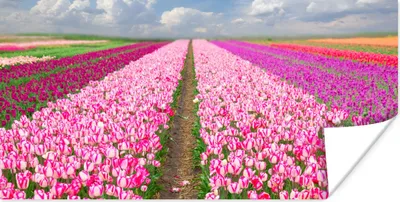 Produktbild von MuchoWow® Poster Tulpen - Sonne - Frühling 160x80 cm - Foto Poster