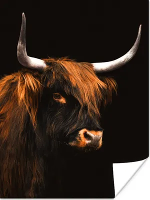 Produktbild von MuchoWow® Poster Schottischer Highlander - Kuh - Schwarz 90x120 cm - Wohnzimmer