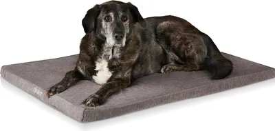 A dog is lying on a gray dog bed.