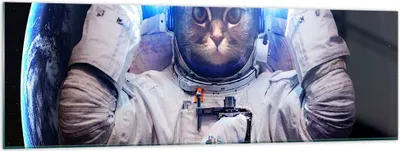 Produktbild von Bilder auf glas - Kosmonaut Katze - 160x50cm - Glasbilder - Wandbilder - Kunstdruck - zum Aufhängen bereit - Wanddekoration aus Glas - Glas Bilder - Wandbild auf Glas - Einteilig - GAB160x50-3734