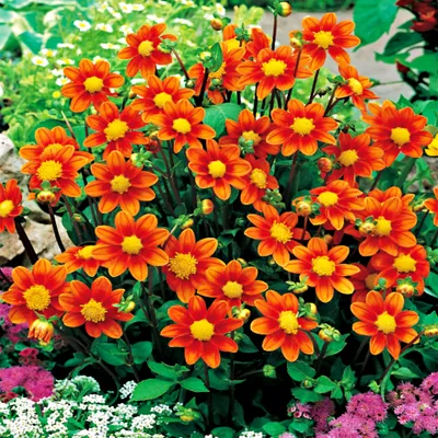 Produktbild von Dahlie Knolle Sommerblumen Herbstblumen Rigoletto-Dahlien Top Mix Orange 1 St.