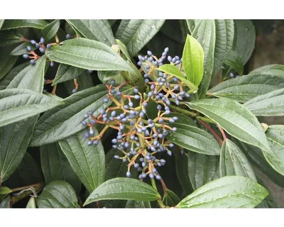 Produktbild von Immergrüner Kissenschneeball FloraSelf Viburnum davidii H 40 cm CO 6 L