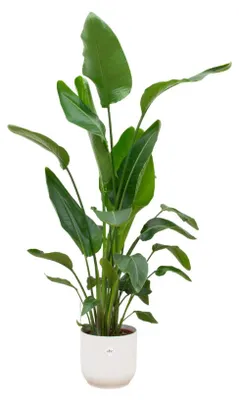 Produktbild von Set: Strelitzia Nicolai - Paradiesvogelblume - mit Übertopf elho Vibes Fold Round Weiß Ø30cm - Pflanze Höhe 160cm