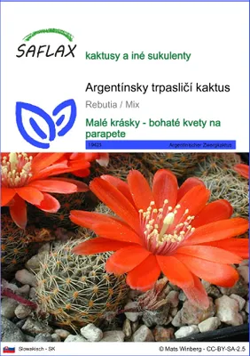 Obrázok produktu pre SAFLAX - Argentínsky trpasličí kaktus - Rebutia / Mix - 40 Semená