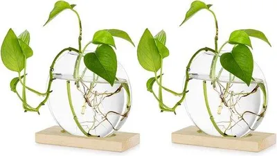 Produktbild von Glas-Terrarium für Hydrokultur-Pflanzen, Holz, 2-teilig, Deko