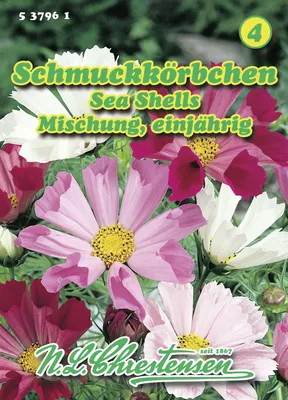 Produktbild von Schmuckkörbchen Sea Shells Mischun | Cosmeasamen von N.L. Chrestensen
